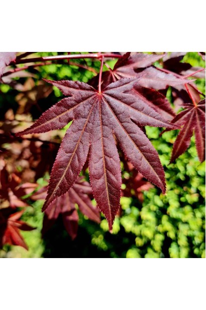 Клён веерный / пальмолистный Атропурпуреум 